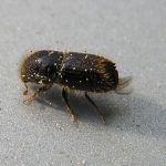 Spruce Bark Beetle